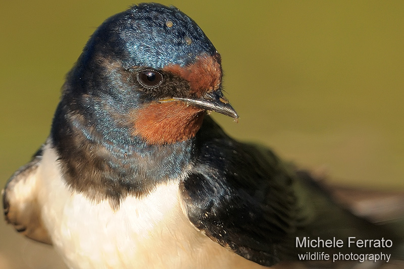 Rondine,si solo una semplice Rondine ma................